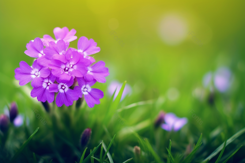 在早晨闻着花香给兰花特写摄影图,高清,摄影图,摄影图片,图片大全,摄影图免费下载